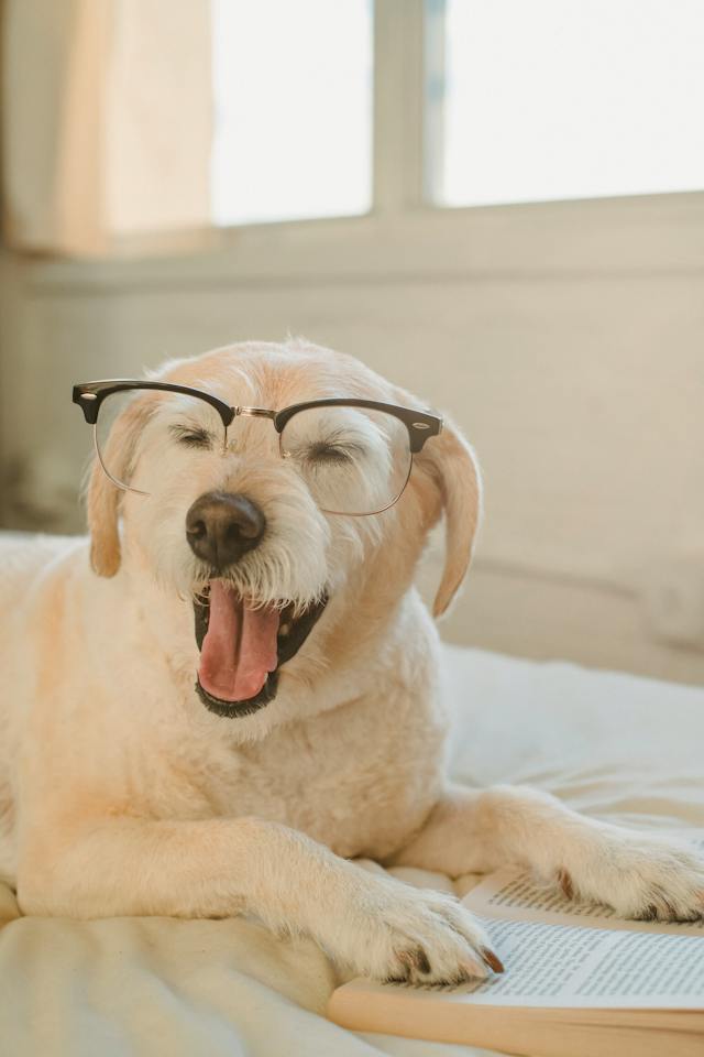 pet%20therapy%20anziani.jpg